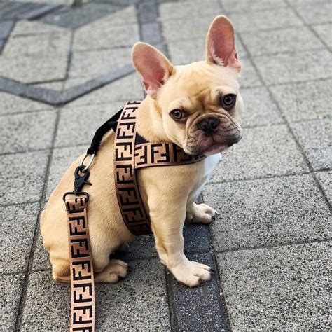 french bulldog gucci|Designer Dog Harnesses .